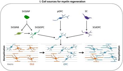 Myelin Repair: From Animal Models to Humans
